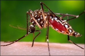 mygga_Aedes