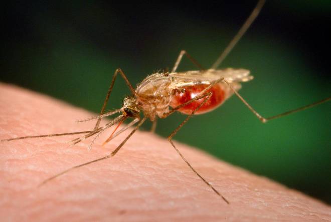 Malariamyggan är en riktig masmördare
